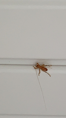 Camptonotus carolinensis