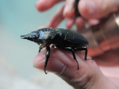 Dorcus rubrofemoratus yamadai
