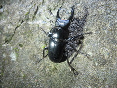 Dorcus rubrofemoratus yamadai