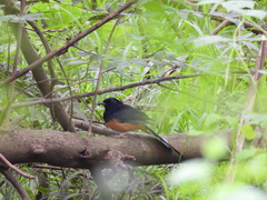 Copsychus malabaricus