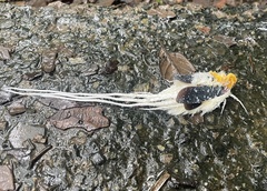 Cerogenes auricoma