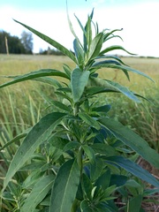 Axyris amaranthoides