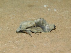 Bombycopsis nigrovittata