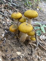 Armillaria
