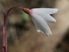 Acis autumnalis