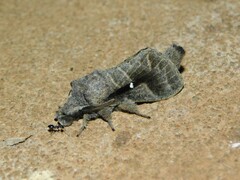 Bombycopsis nigrovittata