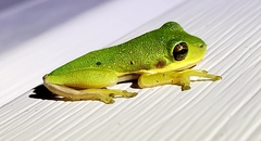 Hyla gratiosa