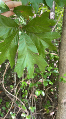 Quercus falcata