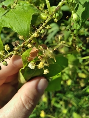 Anasa repetita