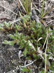 Selaginella rupestris