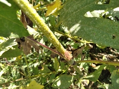Anasa repetita