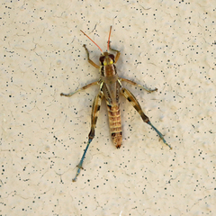 Melanoplus lakinus
