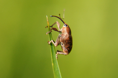 Curculio glandium