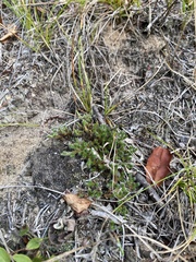 Selaginella rupestris