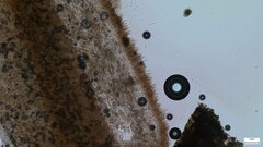 Lactifluus ochrogalactus