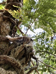 Davallia griffithiana