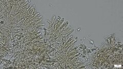 Lactifluus ochrogalactus