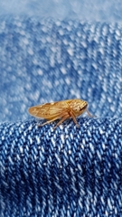 Aphrodes