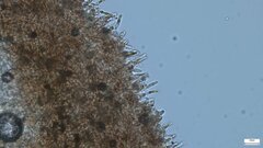 Lactifluus ochrogalactus