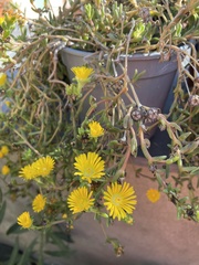 Mesembryanthemoideae