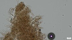 Lactifluus ochrogalactus