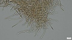 Lactifluus ochrogalactus