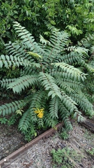 Ailanthus altissima