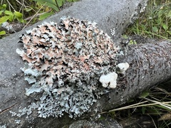 Parmelioideae