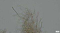 Lactifluus ochrogalactus