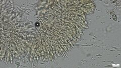 Lactifluus ochrogalactus