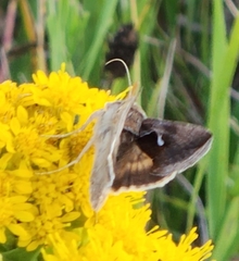 Anagrapha falcifera
