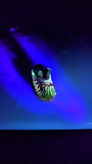 Lactifluus ochrogalactus