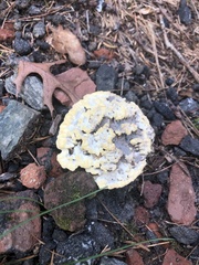 Thelephora vialis