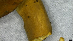 Lactifluus ochrogalactus