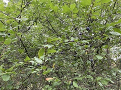 Prunus umbellata