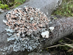 Parmelioideae
