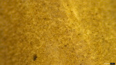 Lactifluus ochrogalactus