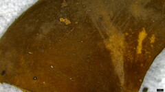 Lactifluus ochrogalactus