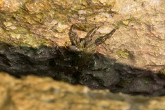 Pachygrapsus marmoratus