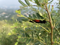 Huechys sanguinea