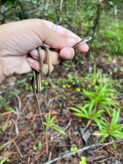 Thamnophis saurita