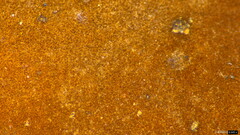 Lactifluus ochrogalactus