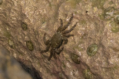 Pachygrapsus marmoratus