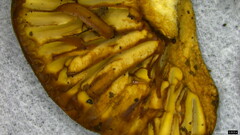 Lactifluus ochrogalactus