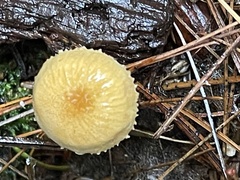 Cystoderma amianthinum