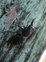 Dorcus rubrofemoratus yamadai