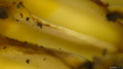 Lactifluus ochrogalactus