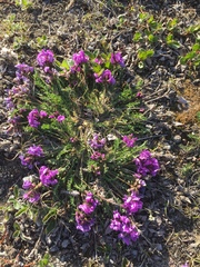 Oxytropis borealis