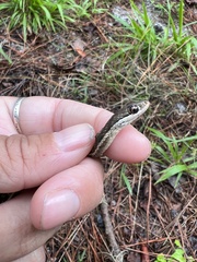 Thamnophis saurita