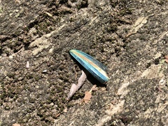 Chrysochroa fulgidissima